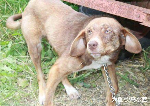 狗狗被铁链拴了十天 主人谎称它有传染病 因此无人敢靠近 情况危急