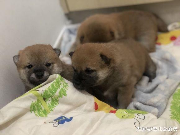 刚刚满月的柴犬，一天一个样，它们真是太可爱了！