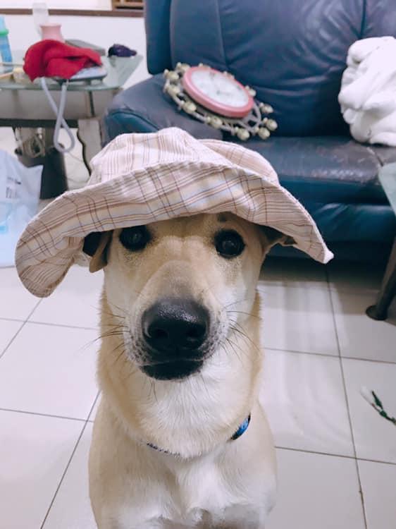 被遗弃过的狗狗有多害怕失去, 散步的时候转个弯, 都要回头找主人