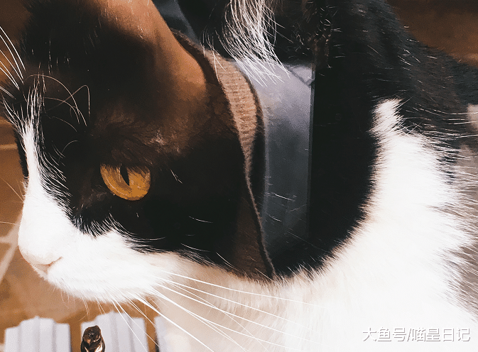 性格与外表不相符的五种猫咪：加菲大智若愚，布偶猫实为抠脚大汉