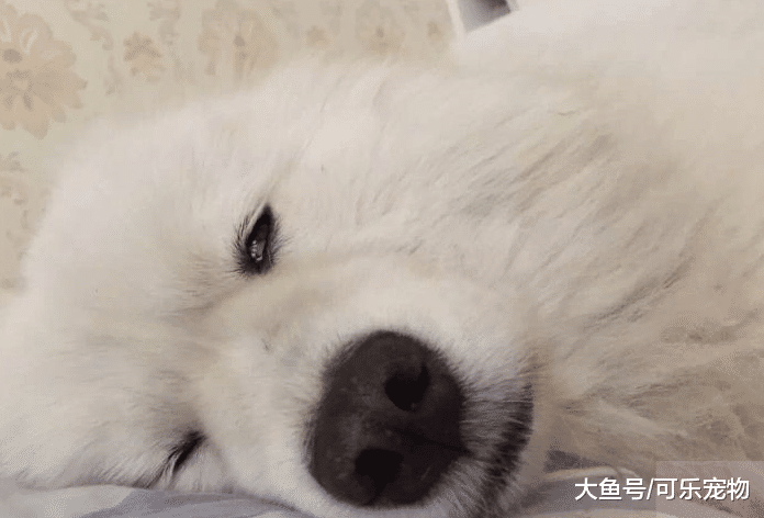 带着狗出去玩，结果遛狗把狗都遛累了，主人只好背着狗回家