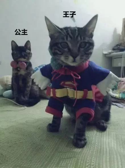 有人说，这是快速区分男女喵的方法，只不过…