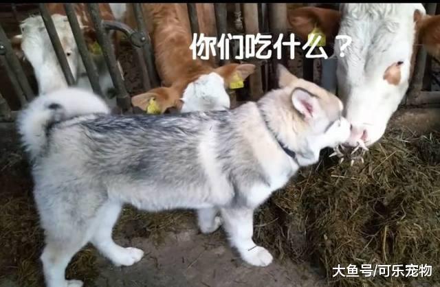 哈士奇真是个“交际花”，跟马和牛成了好朋友，还和猪一块玩耍