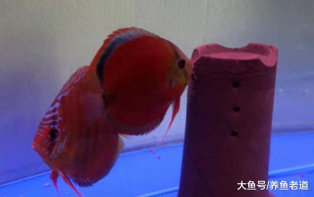 给七彩神仙鱼进行体表检疫，就是用药物进行杀菌处理吗？