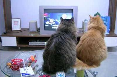 猫咪喜欢看电视？它们到底是否能看得懂里面的情节呢