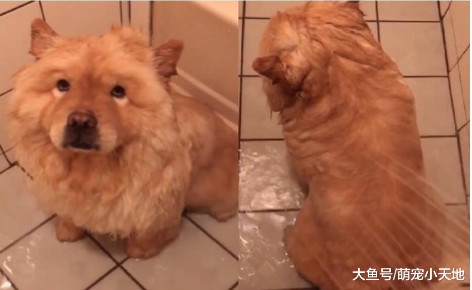 笑奶奶养的很胖！妈妈替50斤松狮洗澡破谣言却尴尬了：下盘很稳