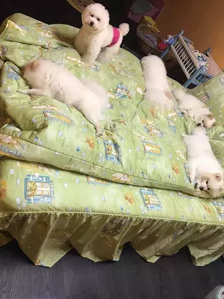 5只狗子占滿了床，主人沒處睡覺，網友的神回復讓他笑噴了...