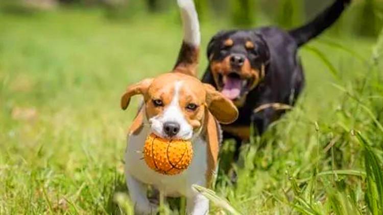 5個瞬間，讓主人覺得狗砸長大了