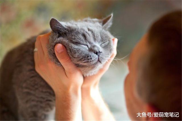 散养的猫咪，呆在室内会不习惯？做到这样就能让它们适应室内生活