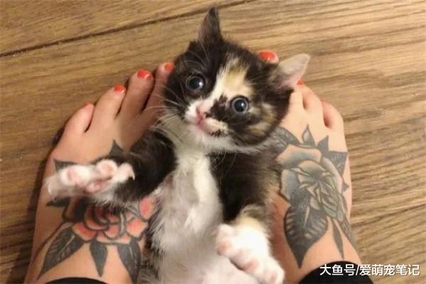 刚出生就被救助的小奶猫，脸上总是挂着可爱的微笑，心都被萌化了