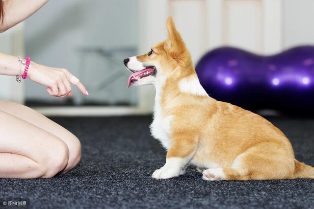 柯基犬养公的好, 还是母的好?