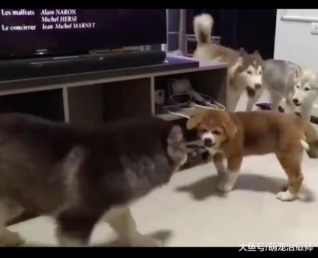 朋友家的狗來家里作客，結果雪橇犬圍著它叫，歡迎儀式挺隆重呀！