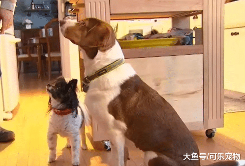 狗狗学会了玩手机，连续报警16次，警察赶到现场后都被逗乐了