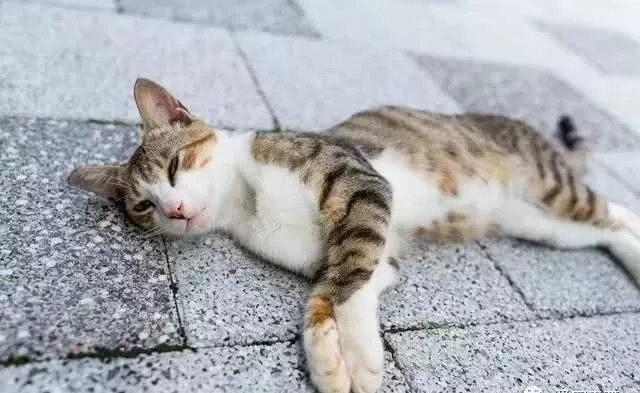 猫咪为什么喜欢和人睡？原因有四点，你知道吗？