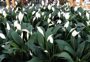 种植白鹤芋时叶子枯萎的原因是什么呢？这里知道来看看吧