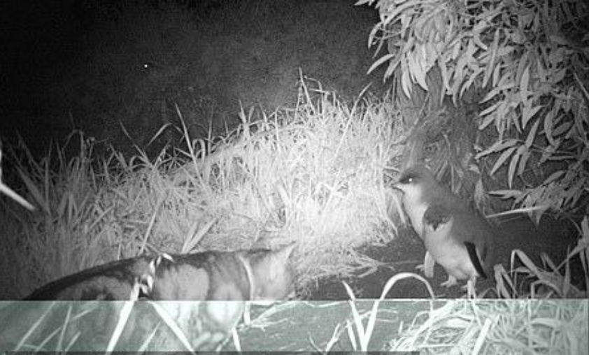 他不顾骂名一心要当猫的天敌，在20年里杀害1400多只猫！是慈悲还是残忍？