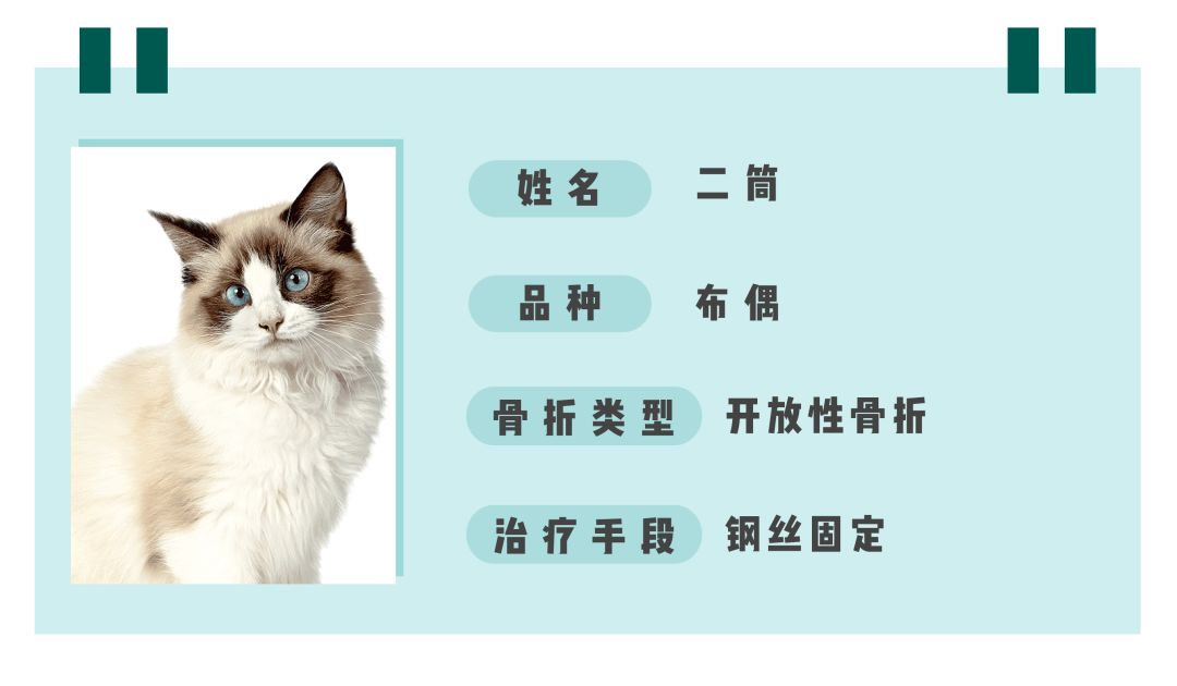 猫咪狗狗骨折了怎么办？扒一扒宠物“骨子里”的那些事