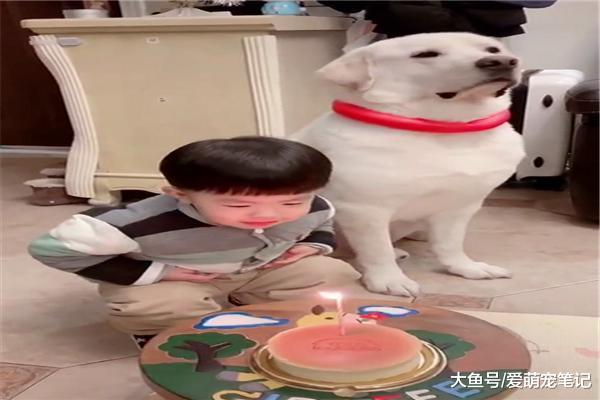 七歲的拉布拉多過生日，小主人給它唱生日歌，吹蠟燭，畫面好有愛