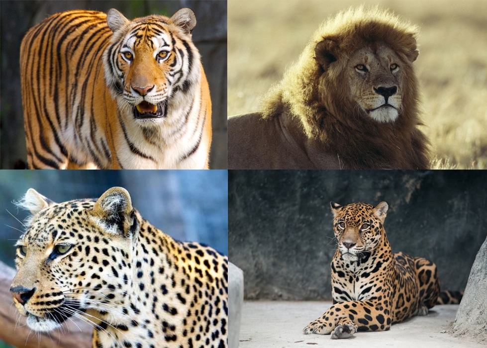 狮、虎随意就能发出咆哮声，为何猎豹却不会？