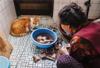被奶奶带大的橘猫, 就是和别人家的不一样哈
