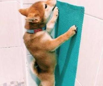 主人找不到柴犬，找到一看發現小柴正站著尿尿，小模樣笑哭主人