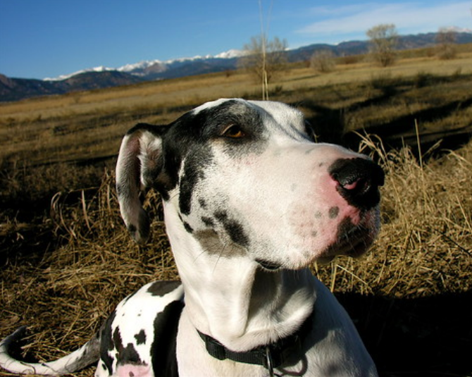 大丹犬竟长了70颗牙，比普通狗多了28颗，有密集恐惧症的人慎看