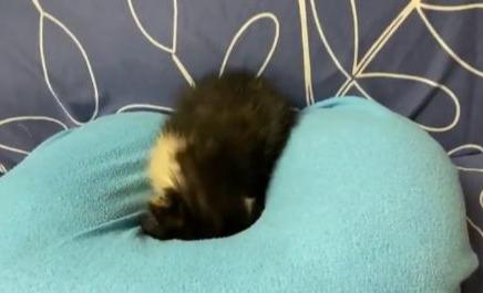 奶猫睡觉超萌，脸埋地屁股还撅高高，网友魔性留言：好想拍拍屁股