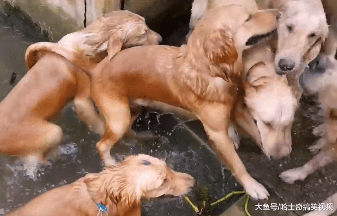 网友带13只金毛游泳，像下水饺一样跳进河里，很有安全感啊