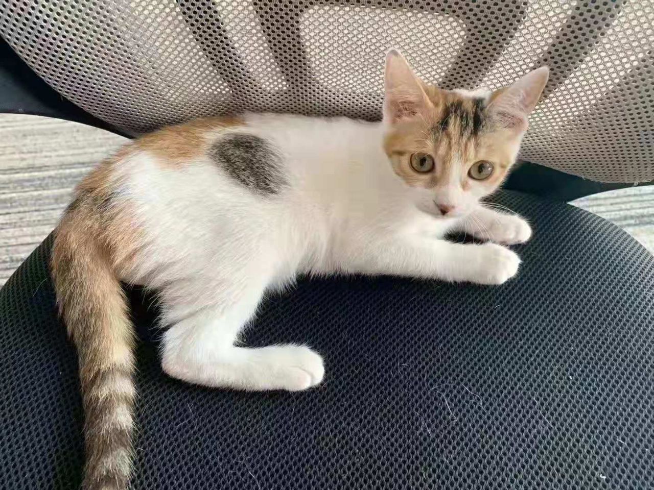 别人的猫咪不是十分高冷，就是任性上头，而我的猫咪却是只暖心猫