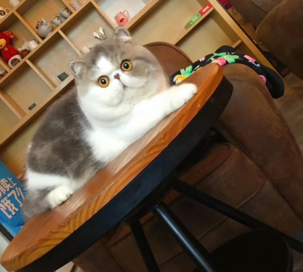 4种好脾气的猫咪，最后一名是猫咪老好人，常年被铲屎官欺负