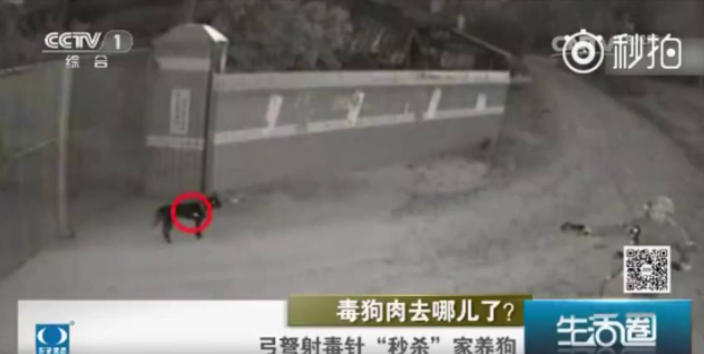 我所接触过“狗贩子”买卖肉狗的一生