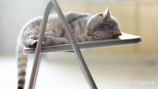 猫咪喜欢睡觉的4个地方，以后再也不担心找不到他们了