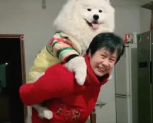把拆家薩摩送去奶奶家，它被奶奶寵成公主，再也沒空拆家了