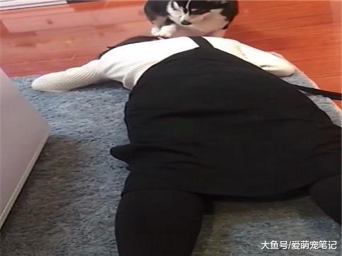 网友装死想试试柯基的反应, 却被狗狗一顿打脸, 果然有二哈的气质