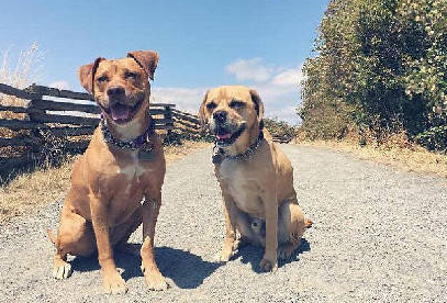 加拿大一猫咪大战7只比特斗牛犬, 网友: 这么牛逼的吗?