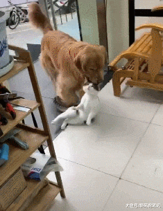 金毛捡了只狸花猫，每天过着“没羞没臊”的生活，主人都快嫉妒了