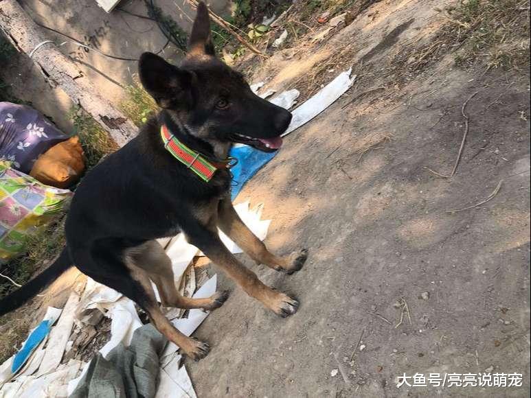 网友养的小狗开始“服役”了，开始总是闹，现在表现还不错