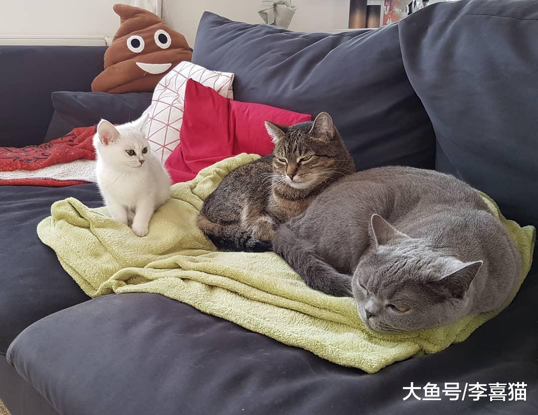 猫咪互相追逐打闹不一定是真的打架, 这是喵星人的社交方式之一