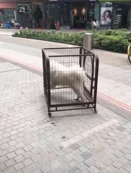 主人带萨摩耶去宠物店洗澡，一小时后来电话，差点把主人气个半死！