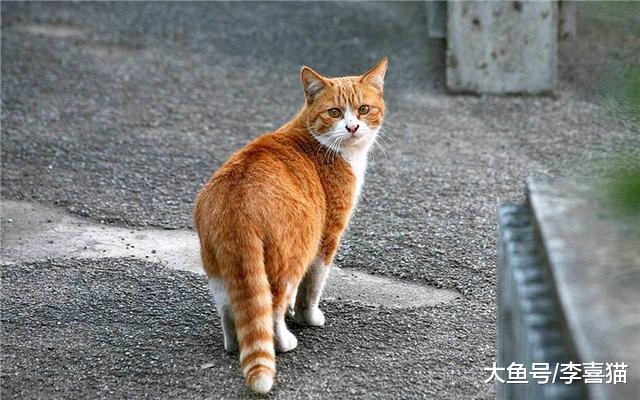 滞销宠物猫的三种处理方式中少见丢弃，流浪猫多由不负责主人产生