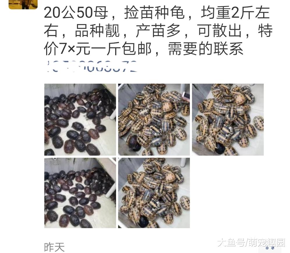 养龟路上能挺过来的都是精英