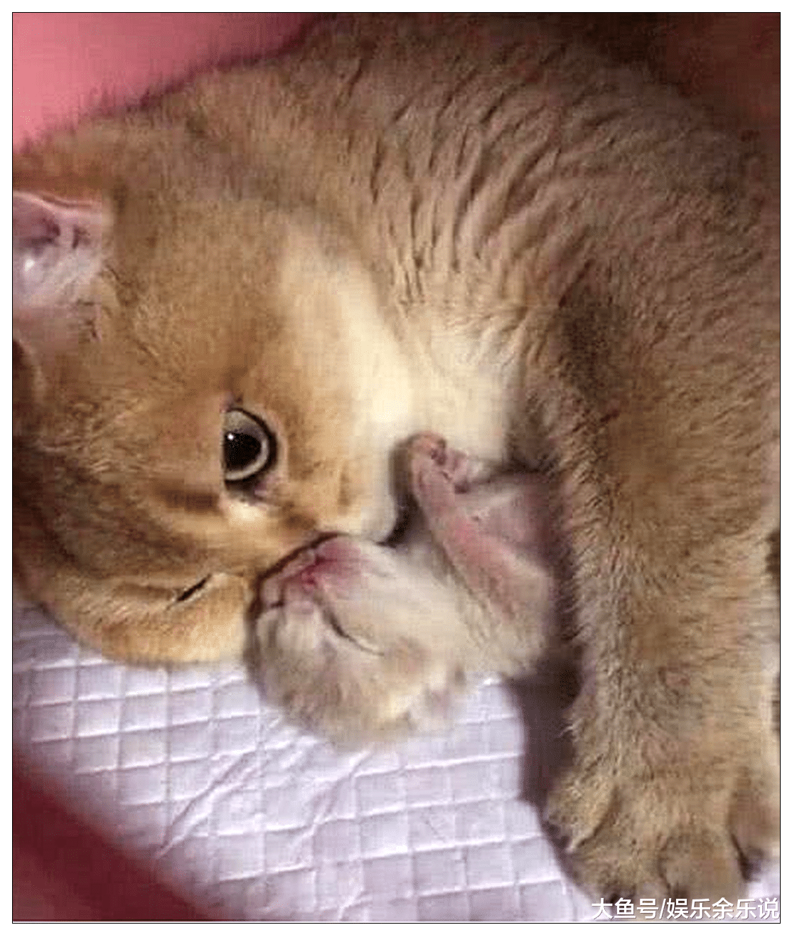 猫咪意外怀孕却只剩下一只独喵，天天抱怀里不撒手，网友：这猫飘了