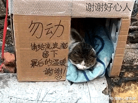 小区业主纷纷动手, 给流浪猫搭了个“豪华”猫窝, 虽丑却温暖