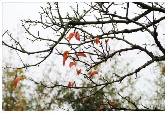 在乡下，最忌讳房前屋后栽的“五种树”！好多人不知道