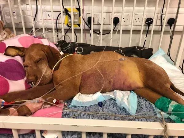 狗狗吃蛋糕八天后死亡，养只狗，并不比养小孩要容易...