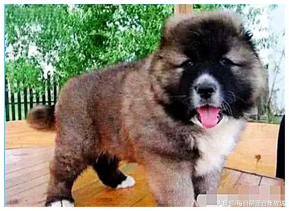 男子怕爷爷孤独，送给爷爷一条狗狗，一年后回去一看顿时傻眼了