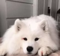 萨摩宝宝可以说是狗中颜霸了，据说每个想养狗的人都对它动过心！