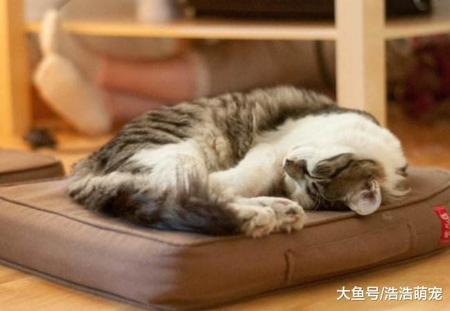 想把貓咪養好，寵主就不要做下面5件事情，不然你會害了它