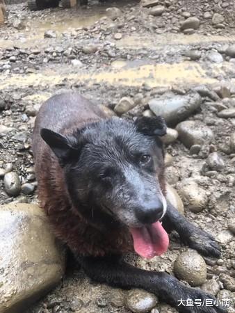 100斤狗狗掉进5米深地基，工人用挖掘机救起，主人都没发现狗丢了