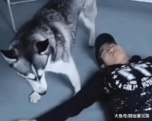 主人假装晕倒测试哈士奇，谁知哈士奇举动让人笑喷，狗：我来疵点水